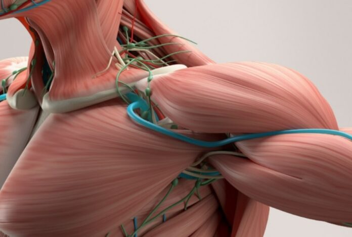 artificial muscle