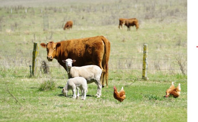 livestock